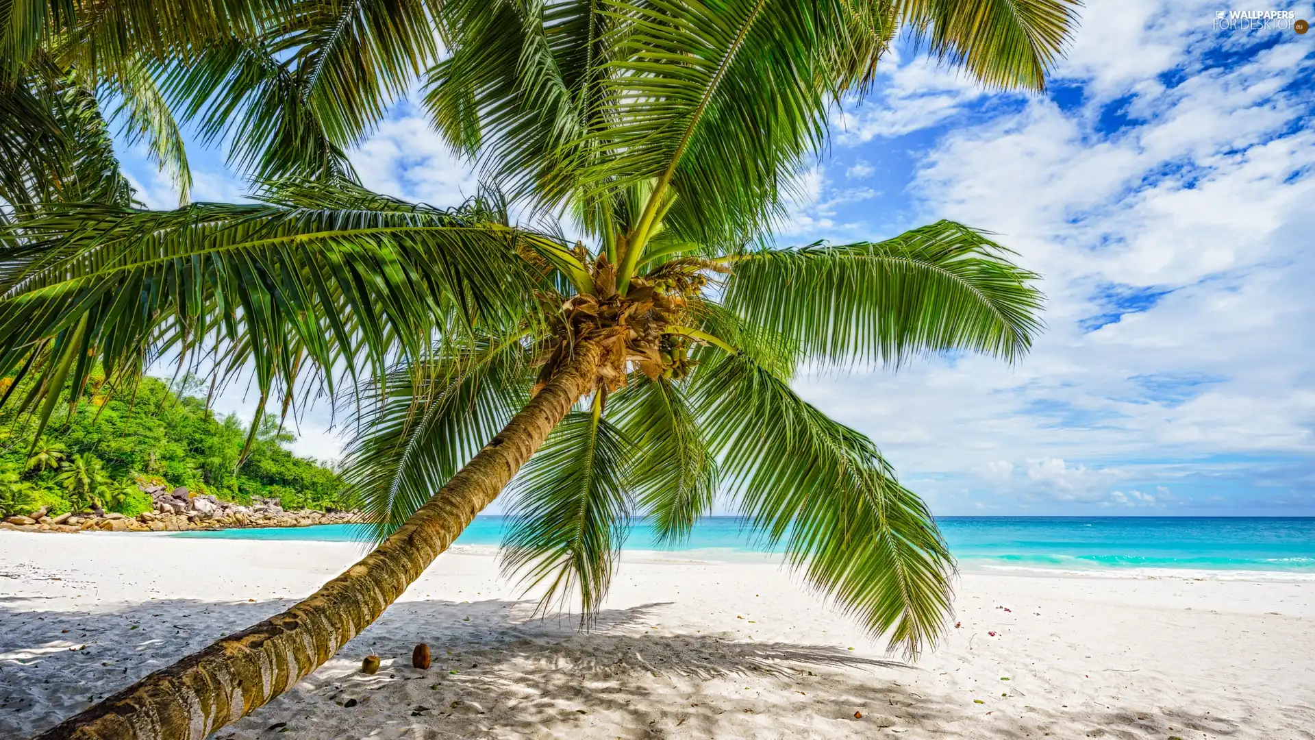 sea, clouds, Beaches, Palm, Seychelles
