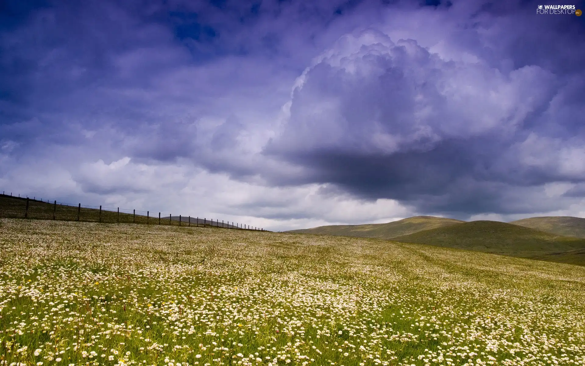 Floral, fence, clouds, Meadow