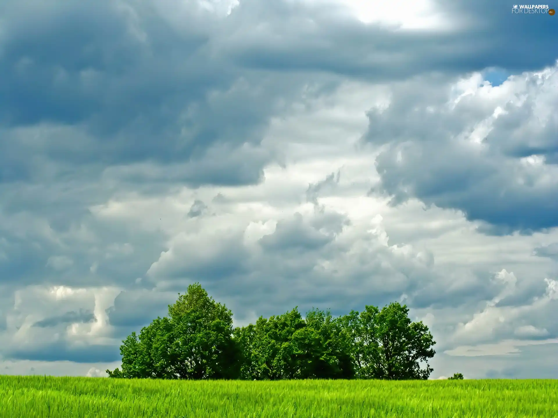Meadow, viewes, clouds, trees