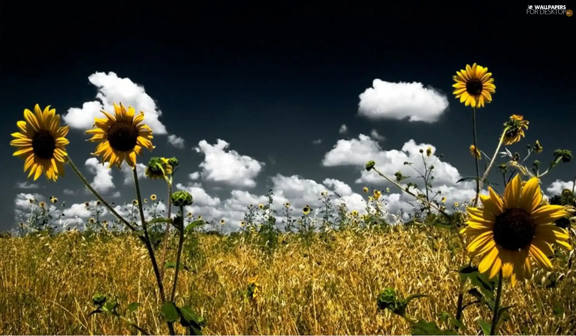 Flowers, Meadow, clouds, Nice sunflowers