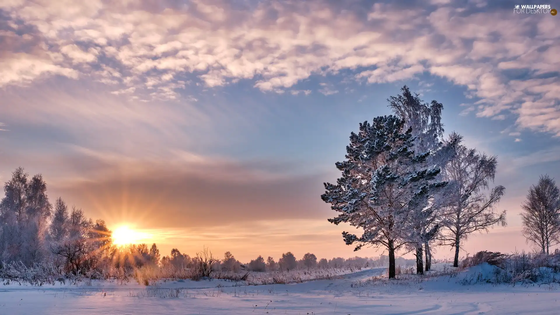 viewes, winter, rays, clouds, Sunrise, trees
