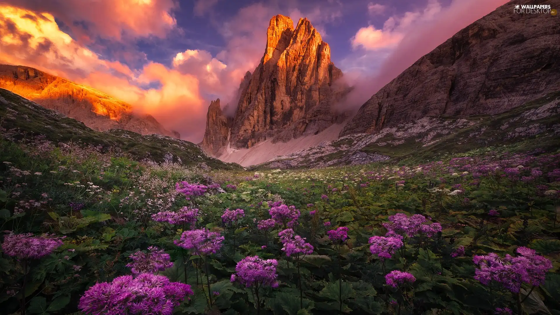 Flowers, clouds, VEGETATION, Meadow, Mountains