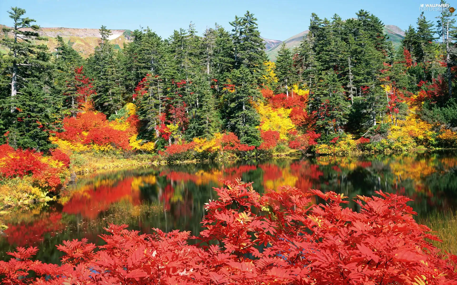 color, Leaf, trees, viewes, lake