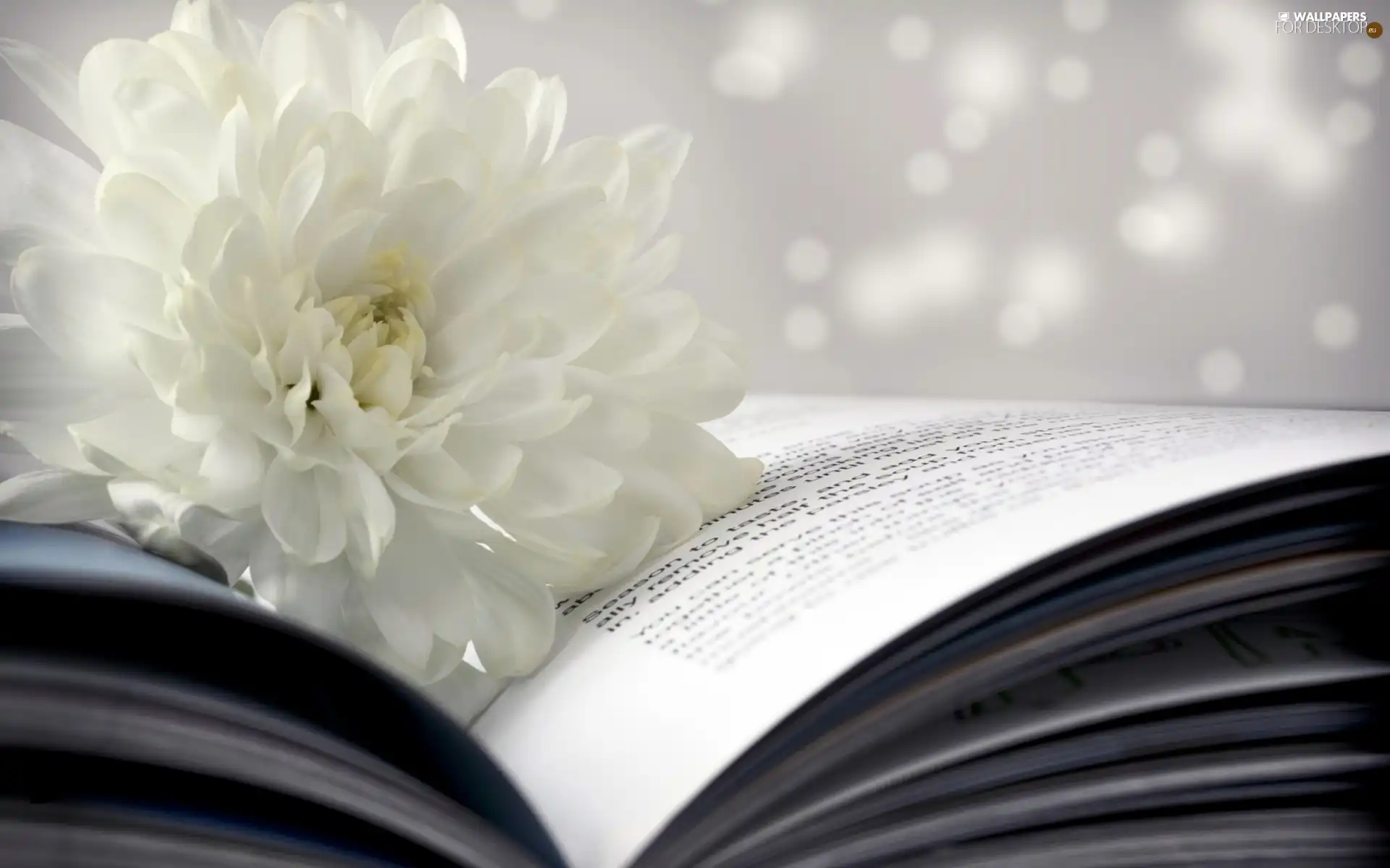 Book, White, Colourfull Flowers