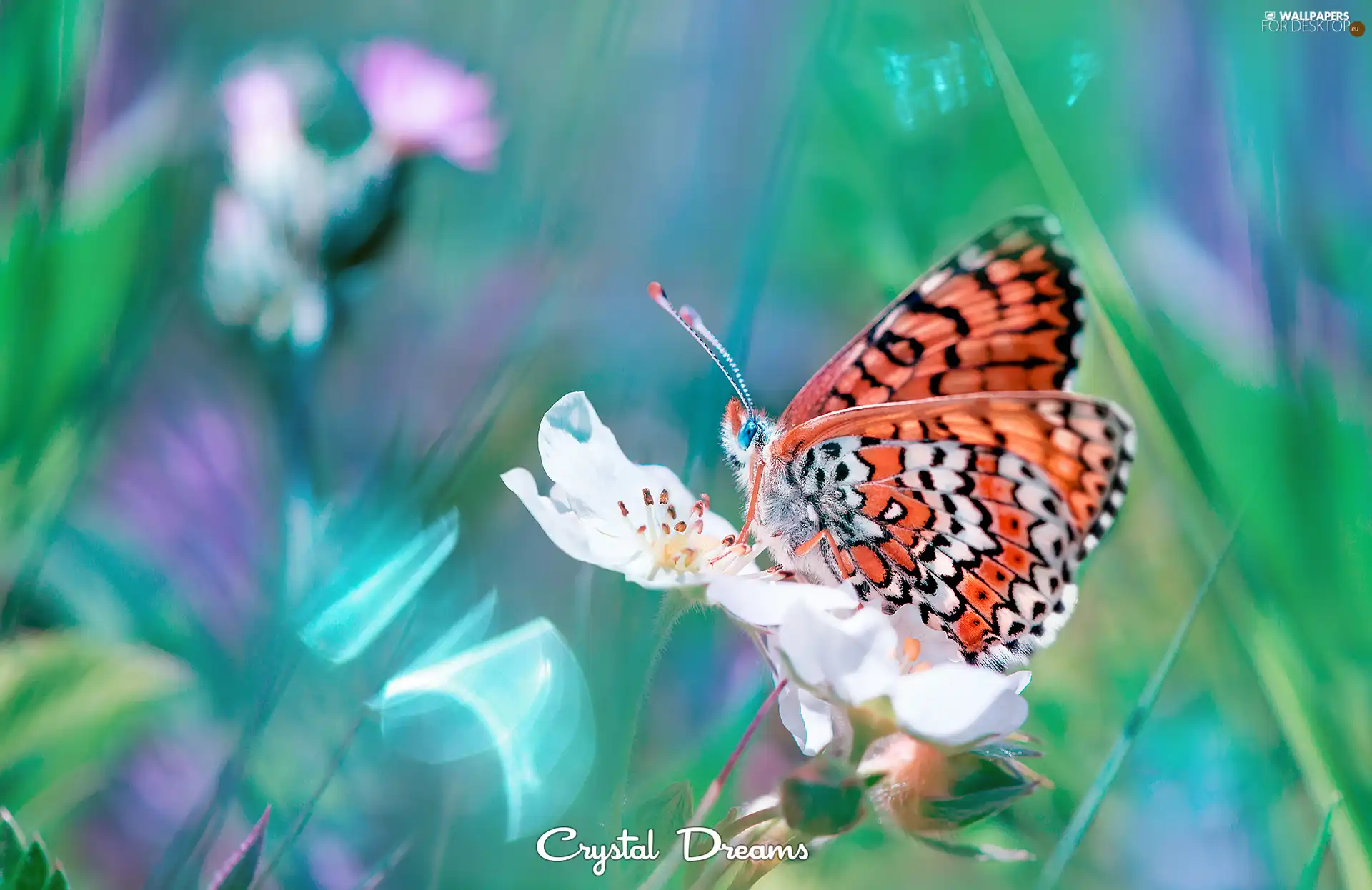 butterfly, Colourfull Flowers, Close, White