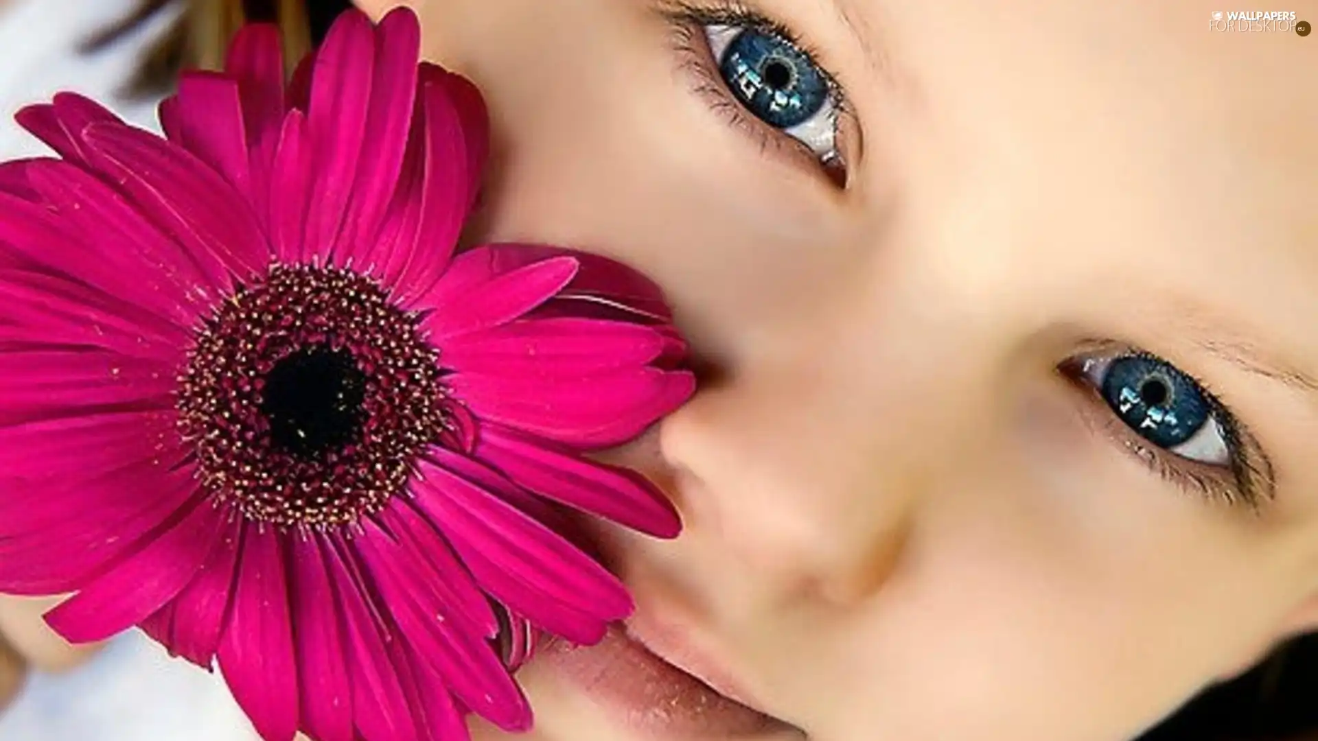 Gerbera, girl, Colourfull Flowers
