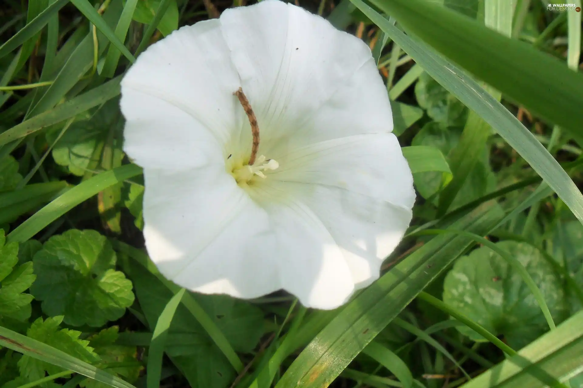 White, Leaf, Wilec, Colourfull Flowers