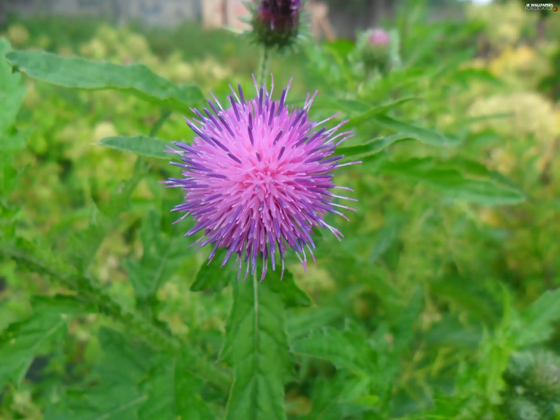 thistle, Violet, Colourfull Flowers