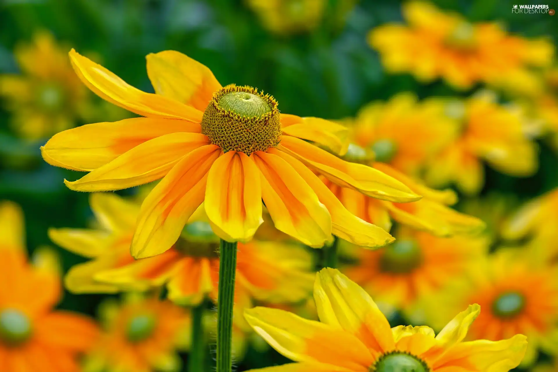Yellow, Green-headed Coneflower, blurry background, Flowers