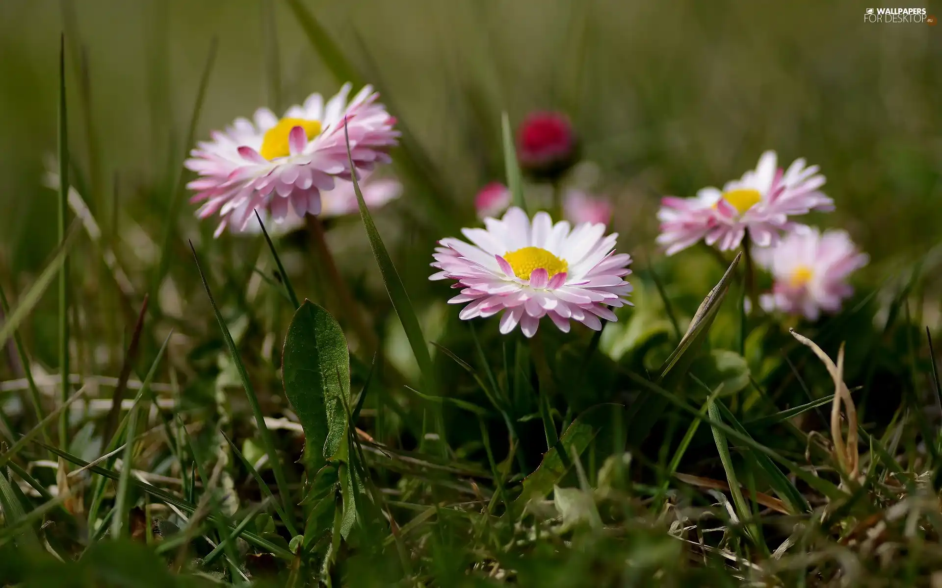 Flowers, daisies, grass, Pink-White