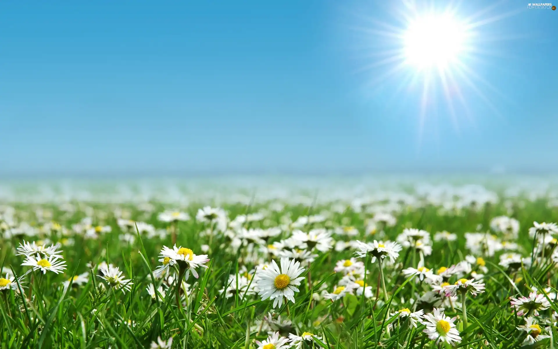 daisies, rays, sun