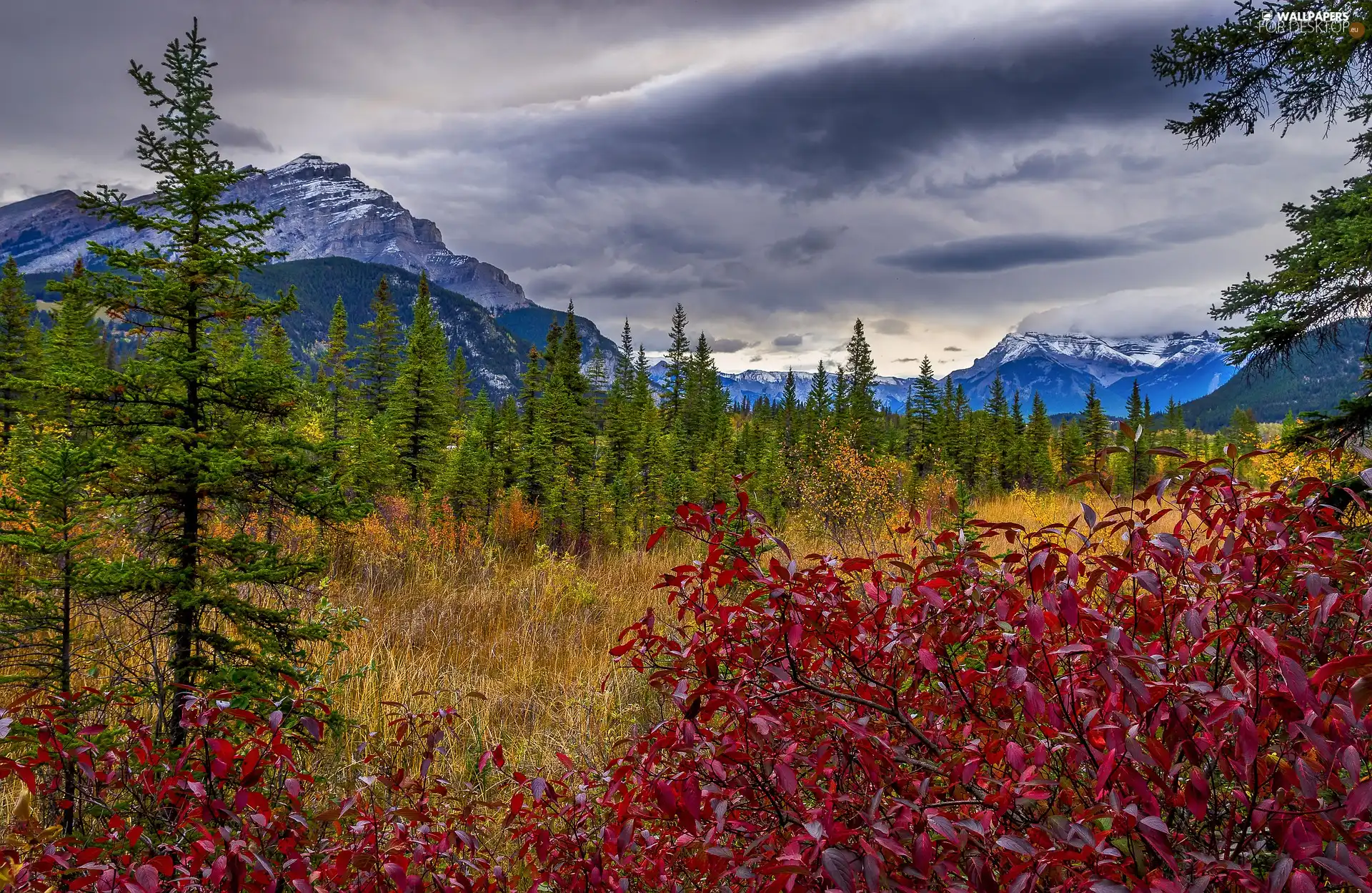 color, Plants, autumn, Mountains, clouds, viewes, trees, dark