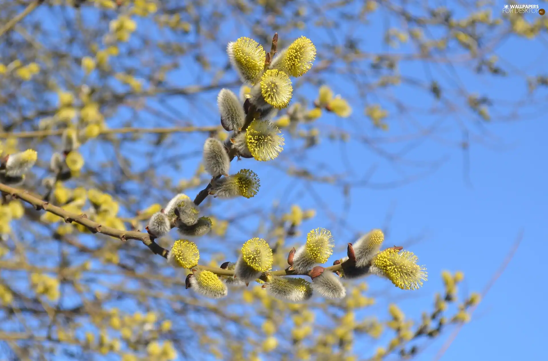Willow, database, Spring, branch pics
