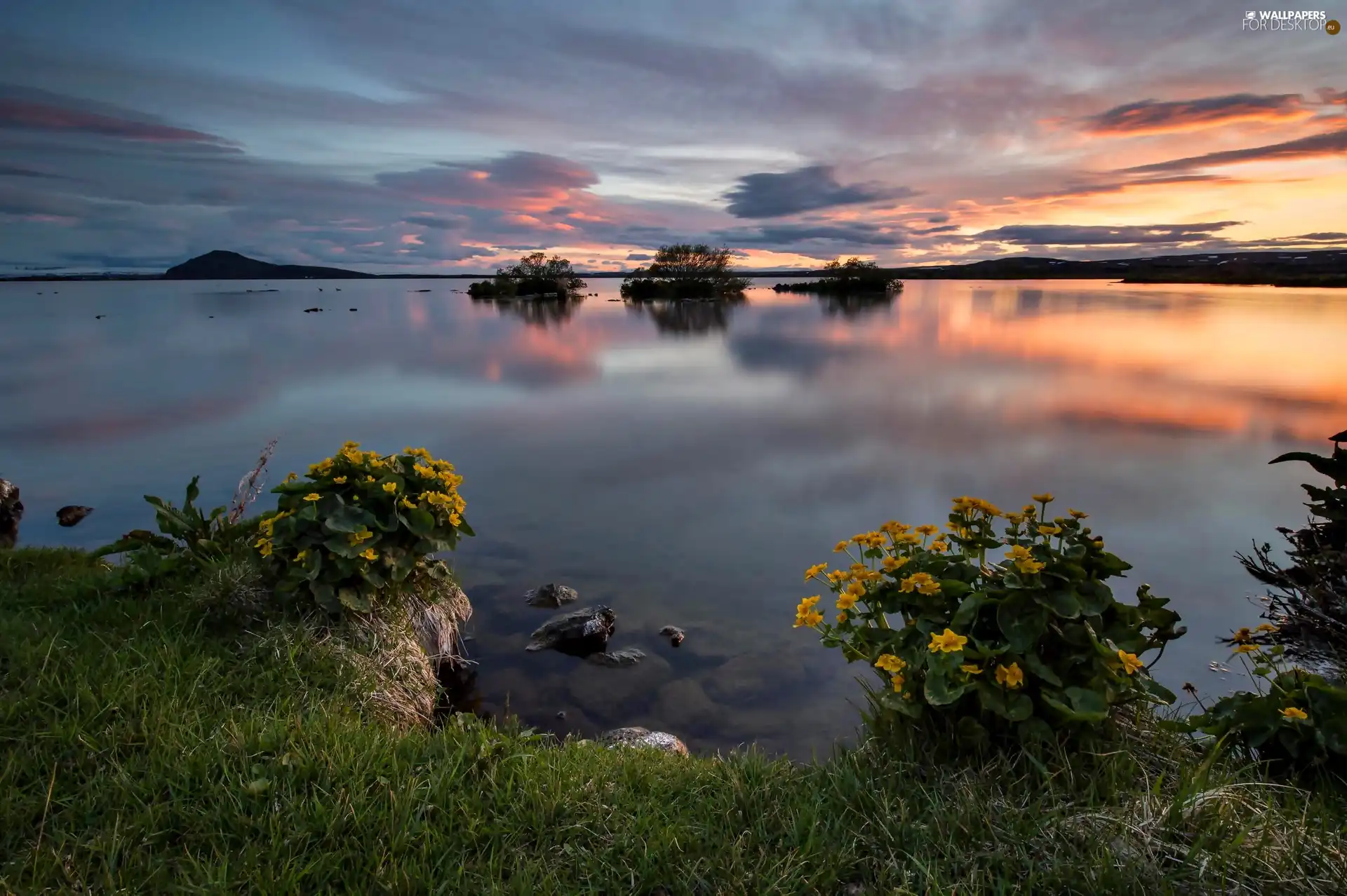 dawn, lake, Flowers