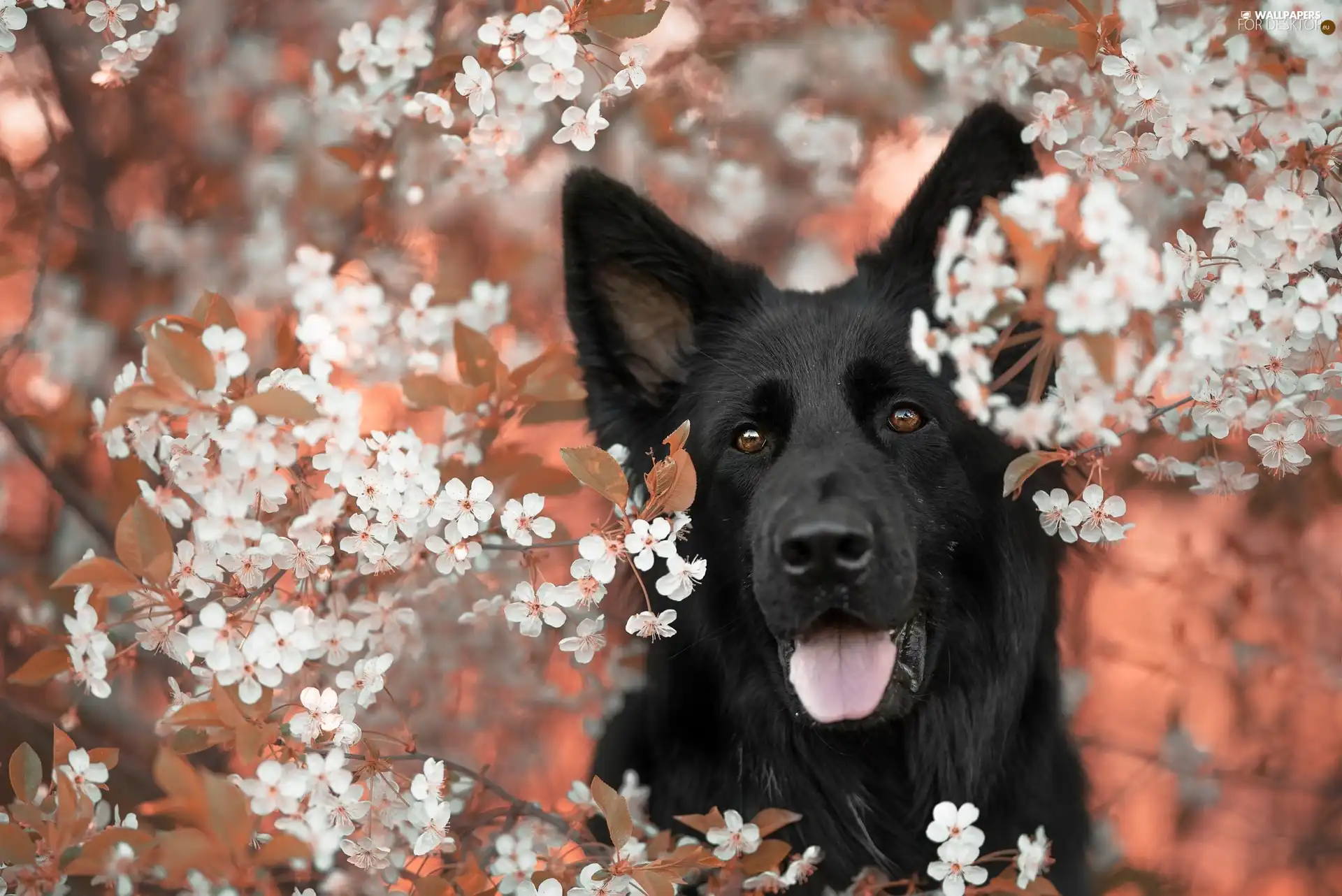 Flowers, Twigs, Black German Shepherd Dog, White, dog