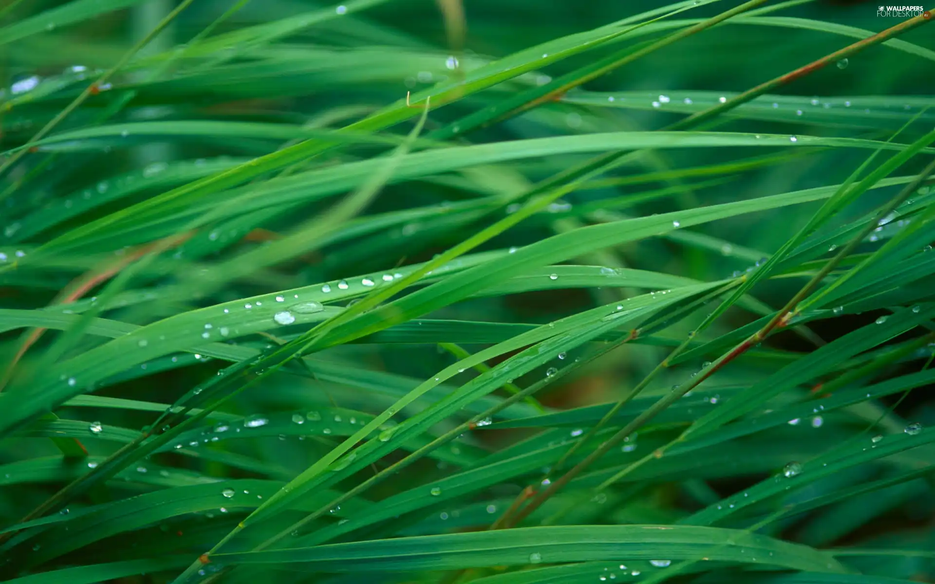 drops, Rosy, thicket, grass, Green