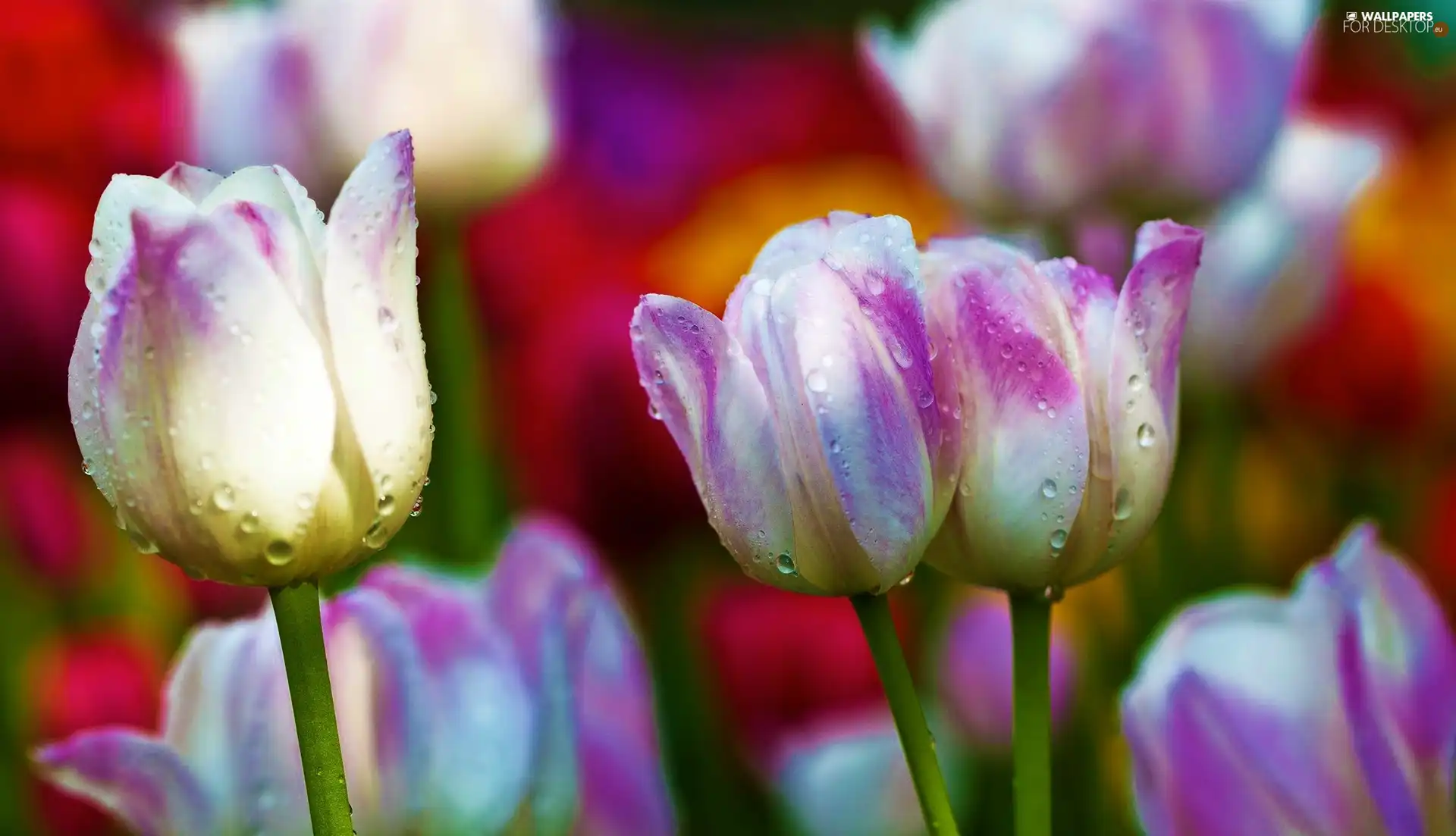 drops, color, Tulips