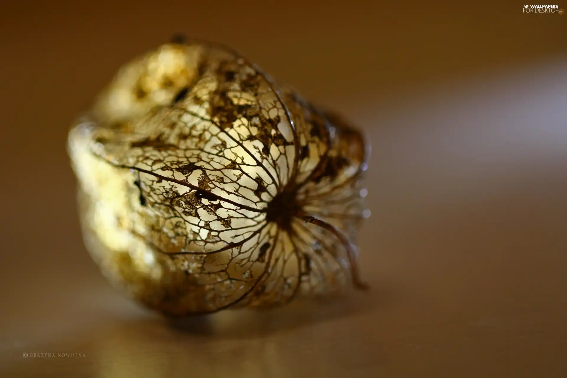 plant, physalis bloated, dry