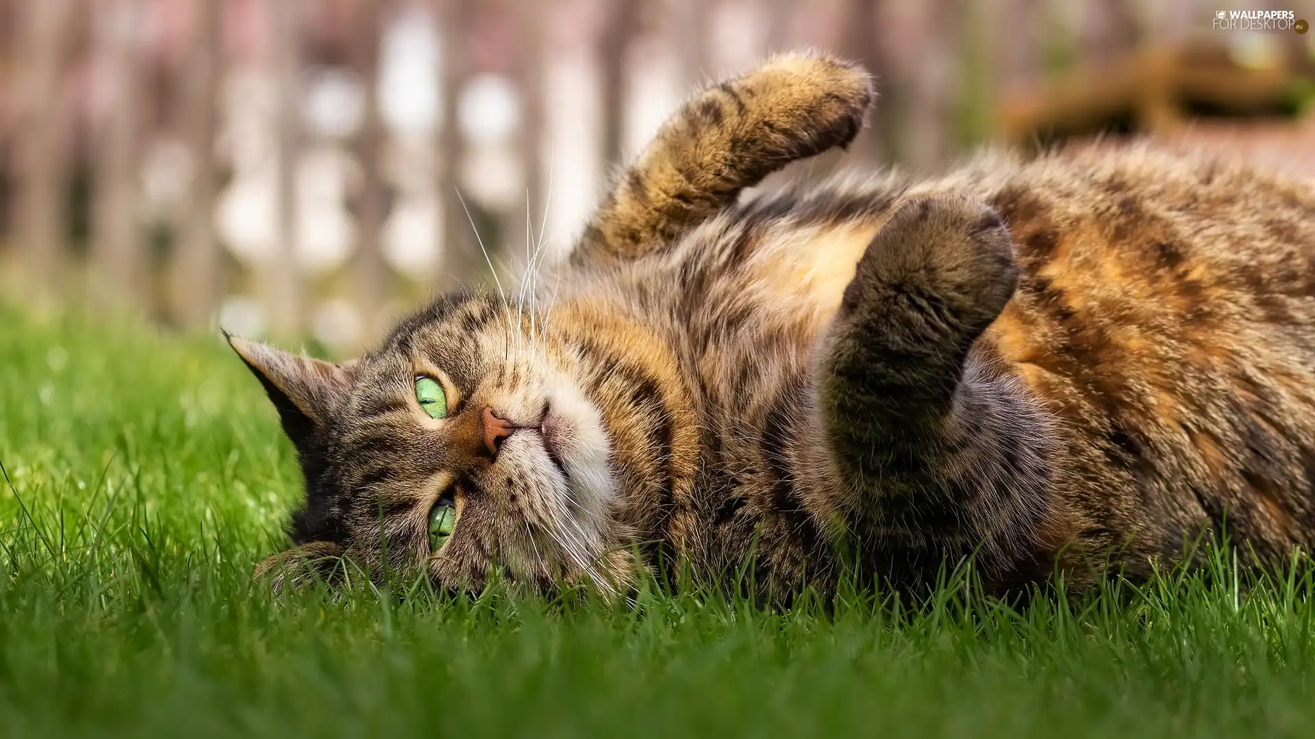 lying, cat, grass, dun