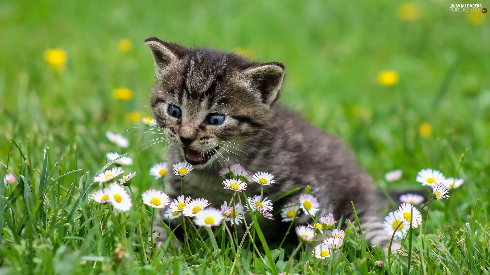 small, kitten, daisies, dun