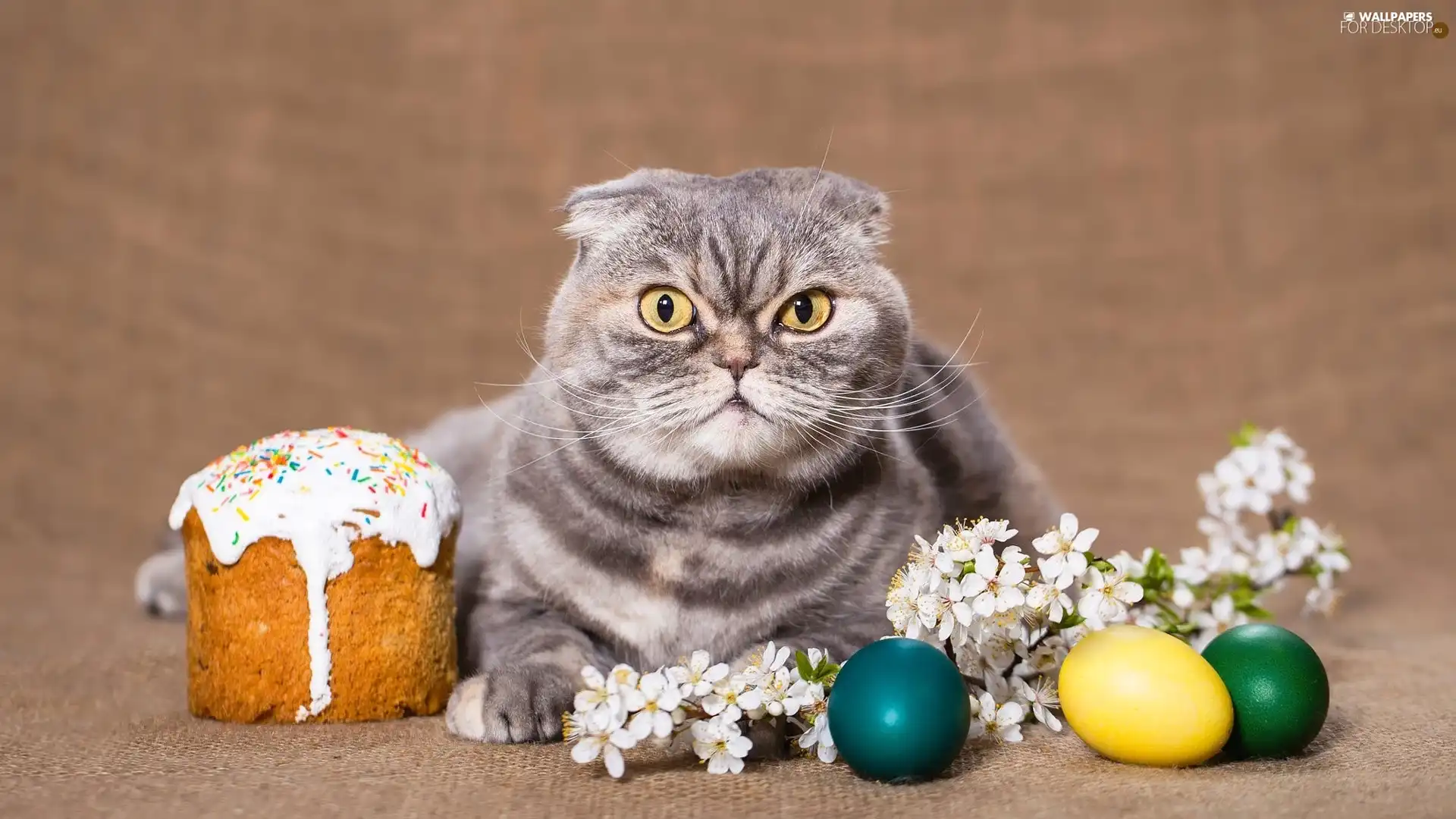 Scottish Fold Cat, Easter Cake, Easter, eggs