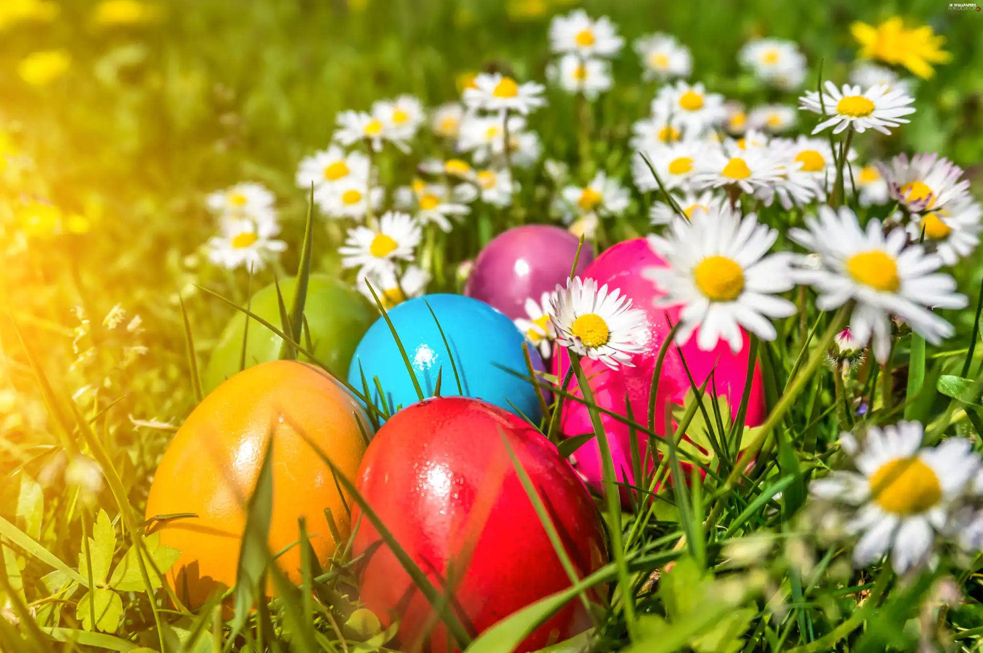 Easter, Spring, daisies, Meadow, eggs