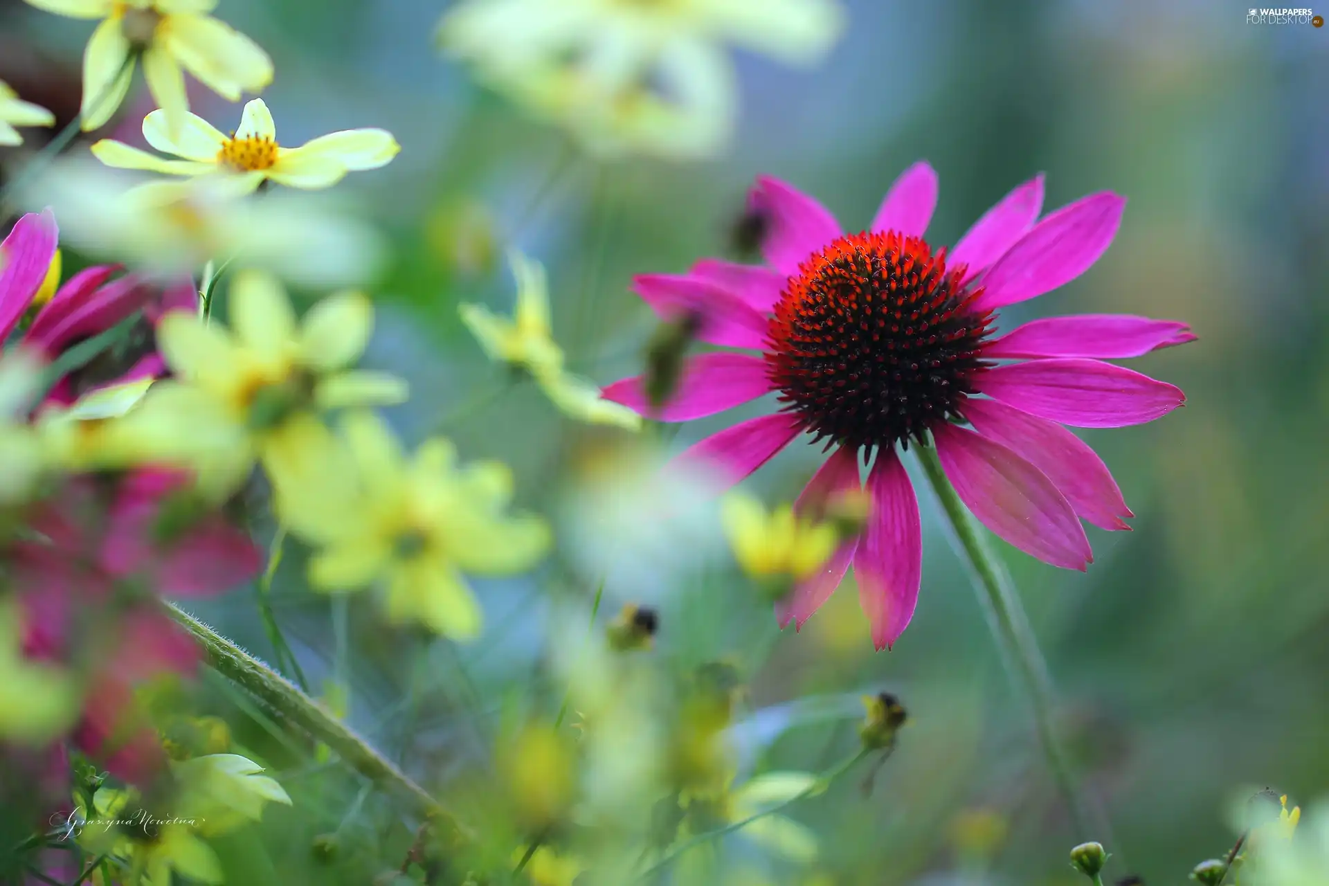 Colourfull Flowers, Pink, echinacea