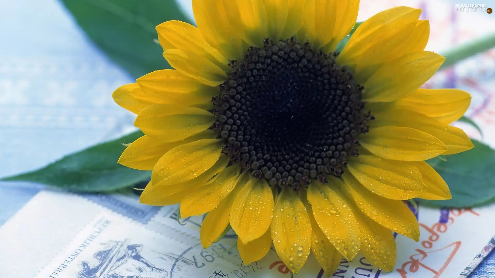 Sunflower, addressed, Envelopes, decorated