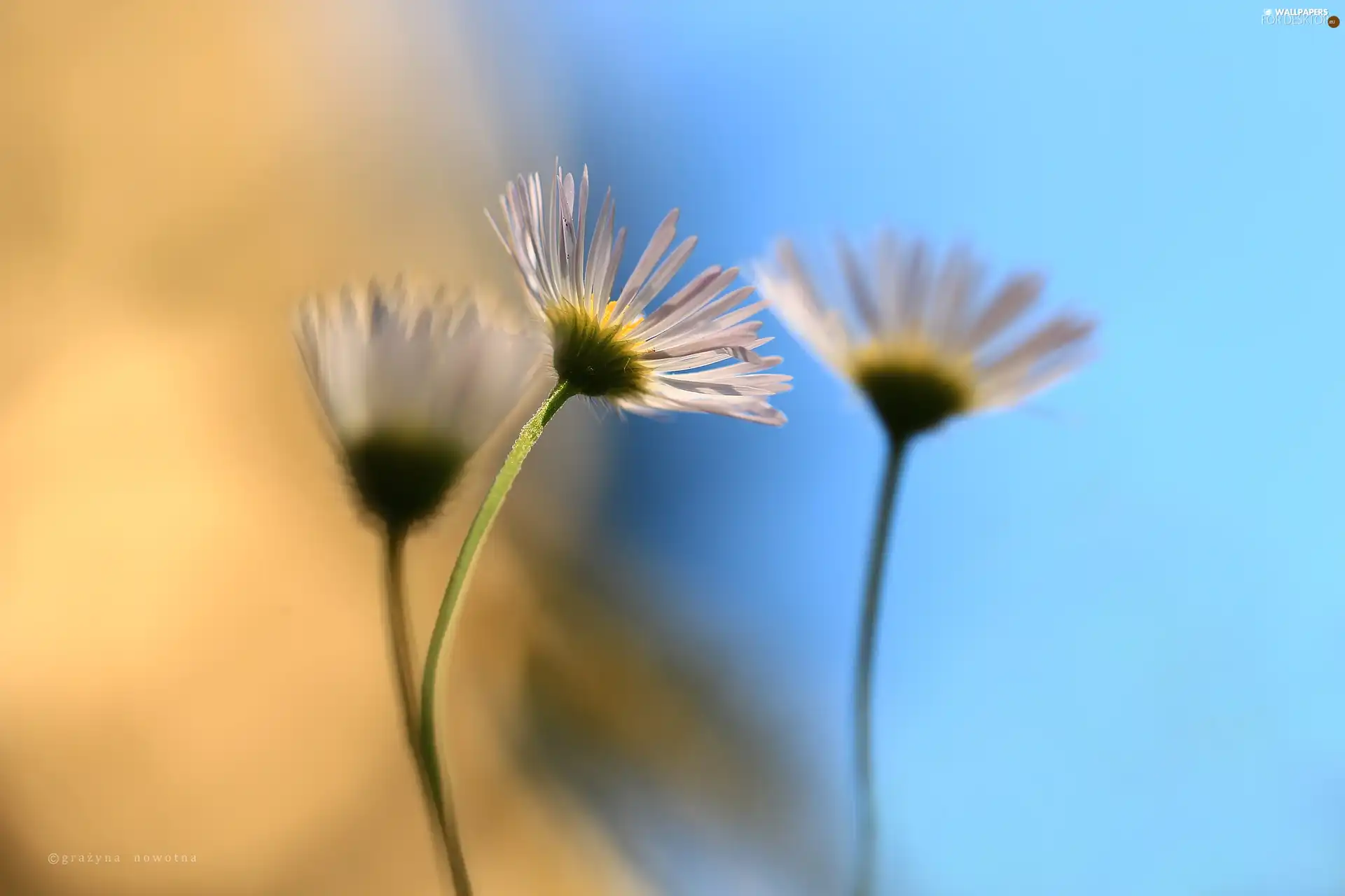 Erigeron White, Flowers