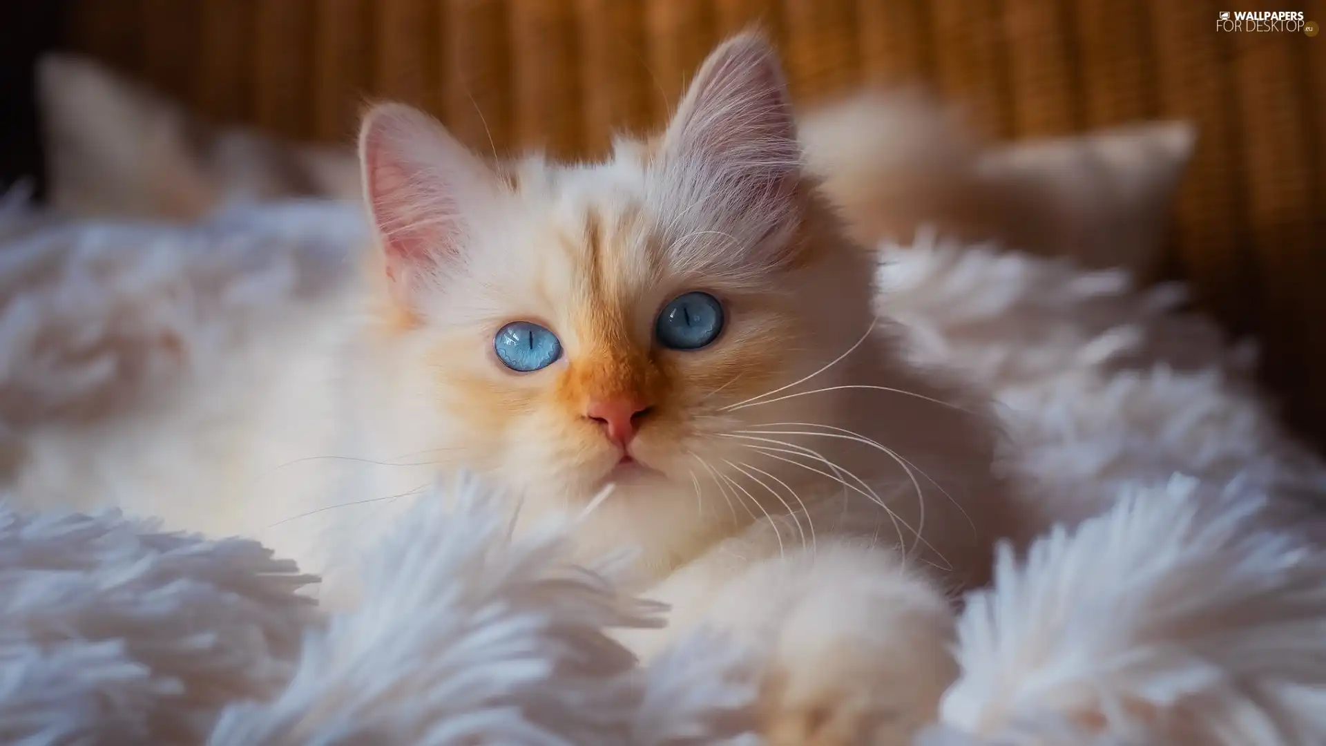 Blue Eyed, rug, furry, cat