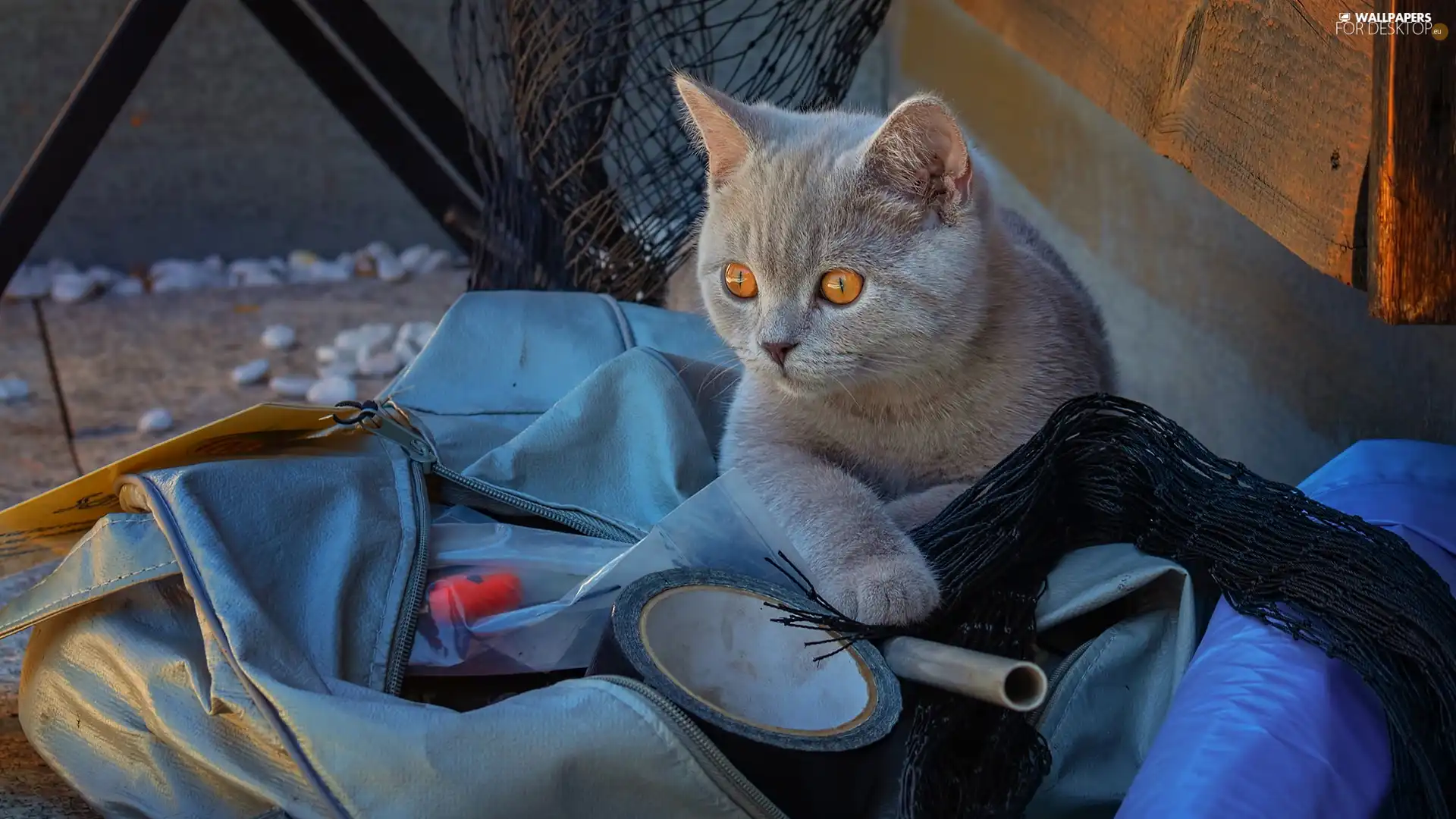 British Shorthair Cat, Eyes, bag, honey
