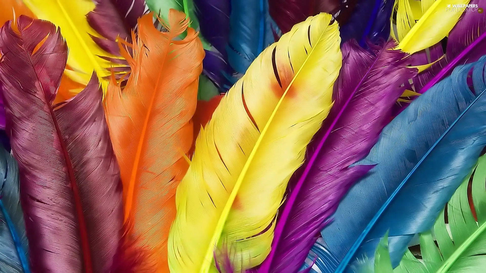 color, feather