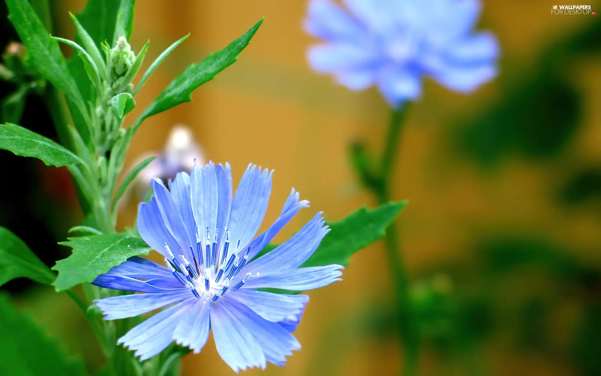 Blue, Colourfull Flowers, field, chicory