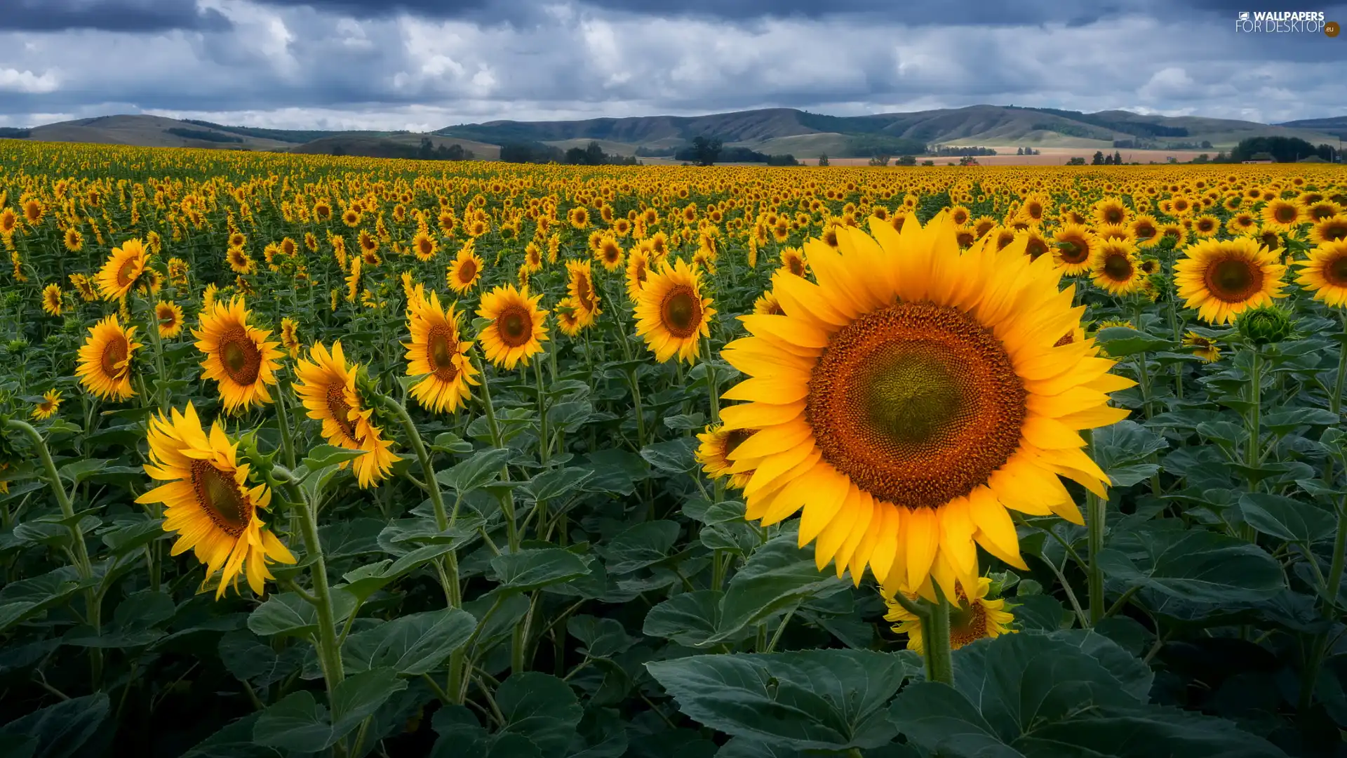 Nice sunflowers, plantation, Field