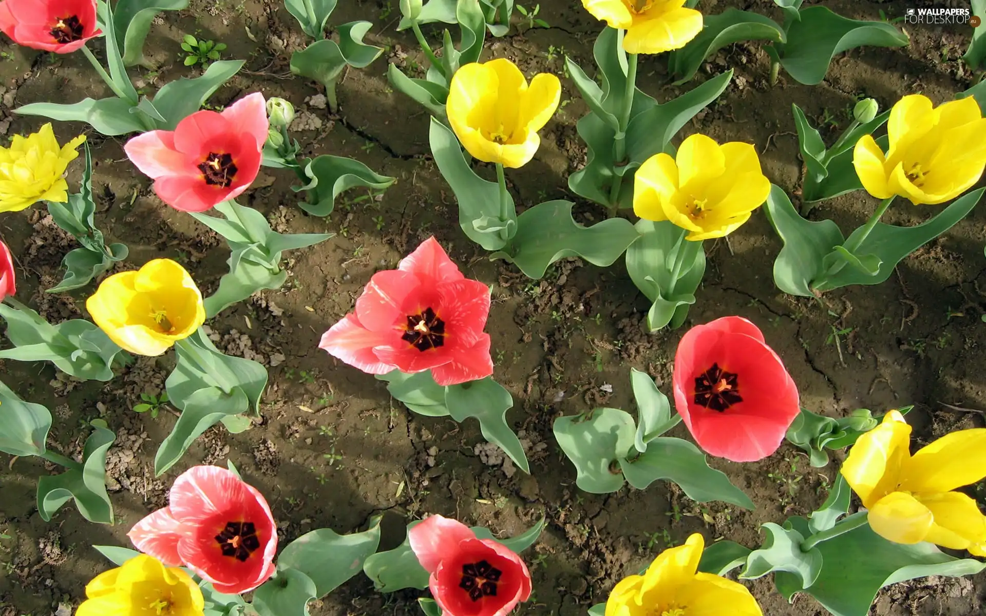 Field, color, Tulips