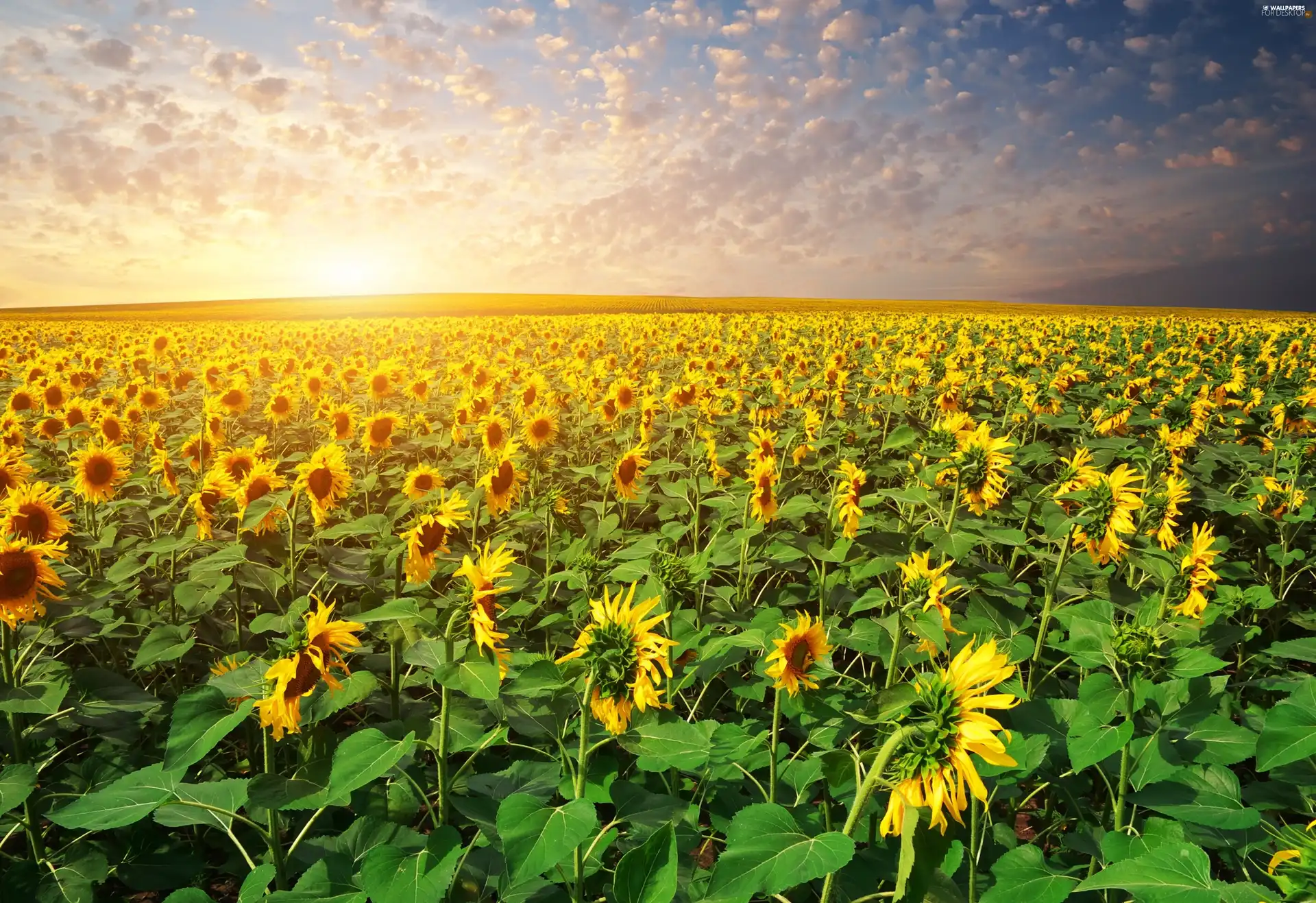 west, Nice sunflowers, field, sun