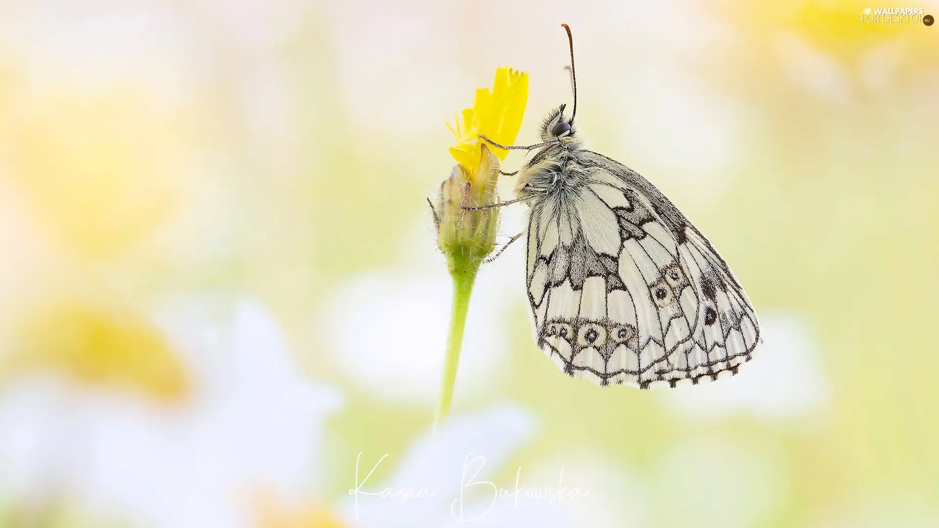 butterfly, Flower, Yellow, marbled chessboard