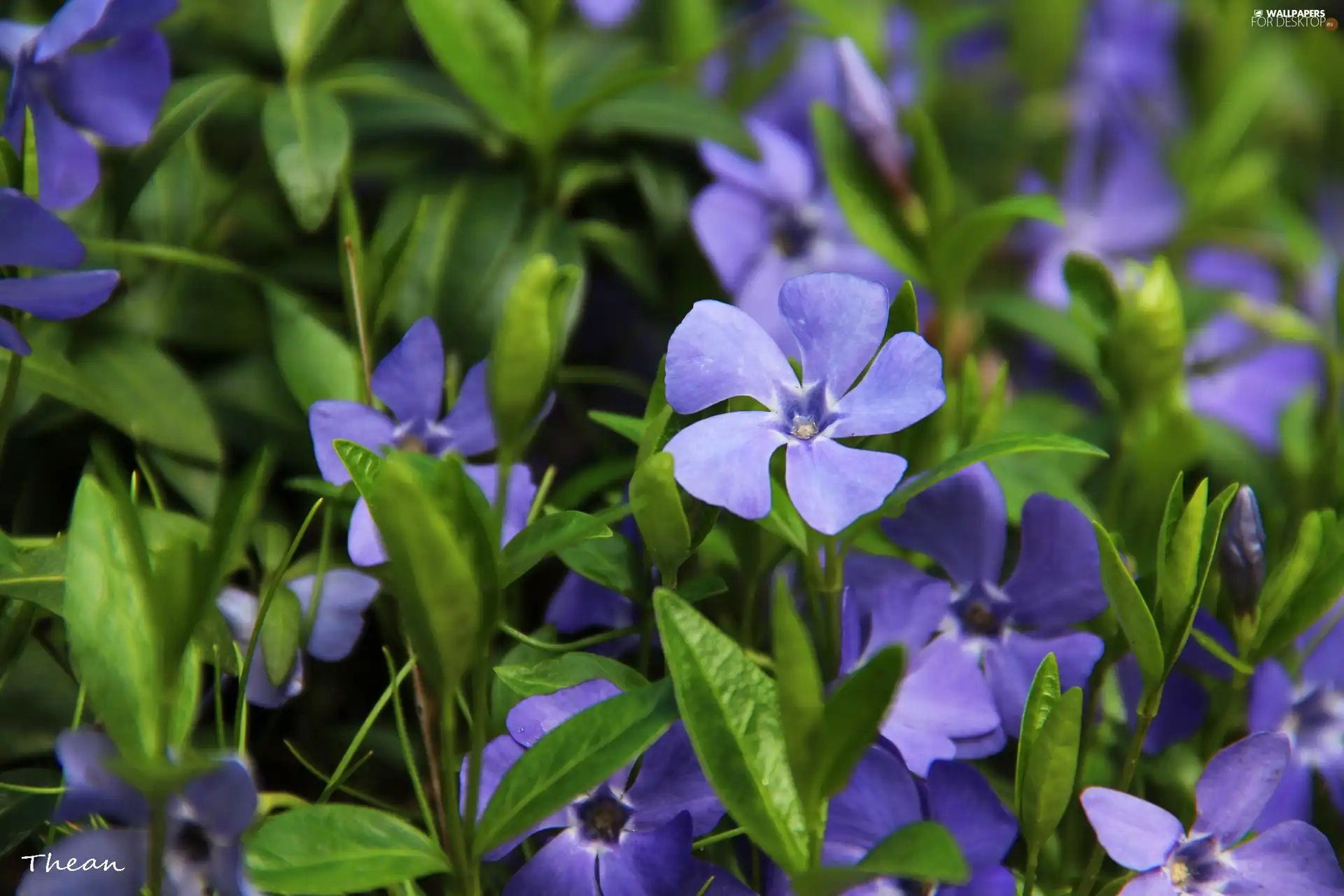 Flowers, myrtle, Blue