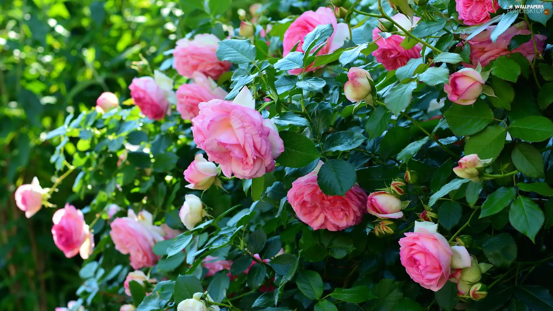 Bush, Pink, roses, Flowers