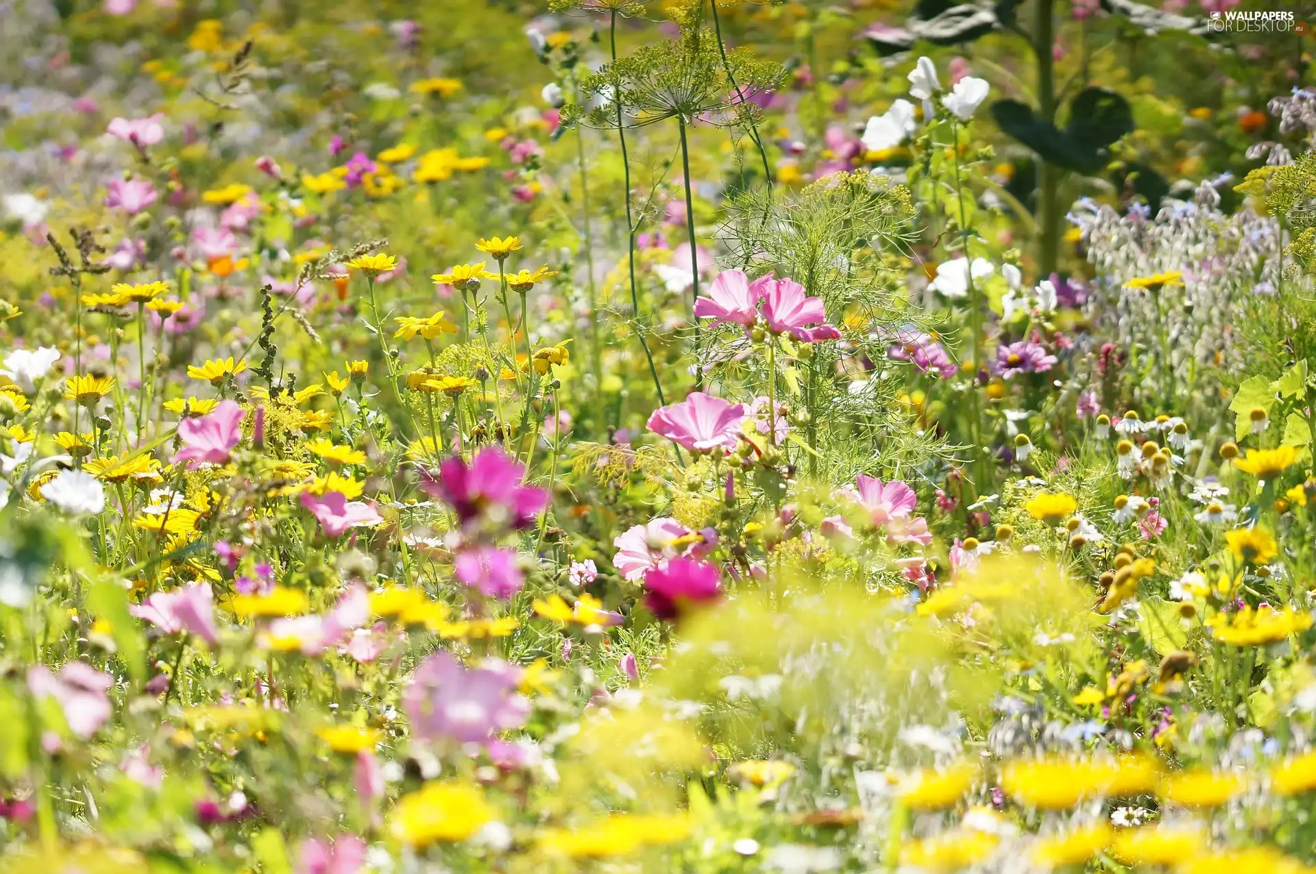 Flowers, Meadow, color