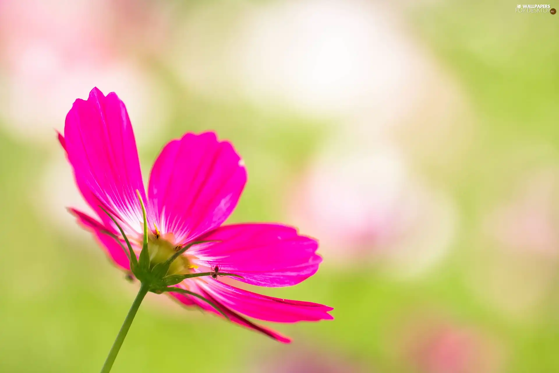 Cosmos, Pink, Colourfull Flowers