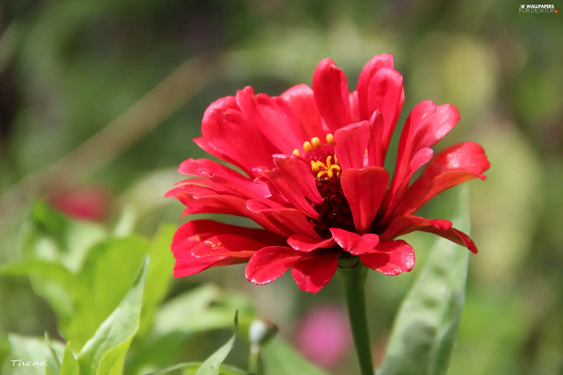 Red, Colourfull Flowers
