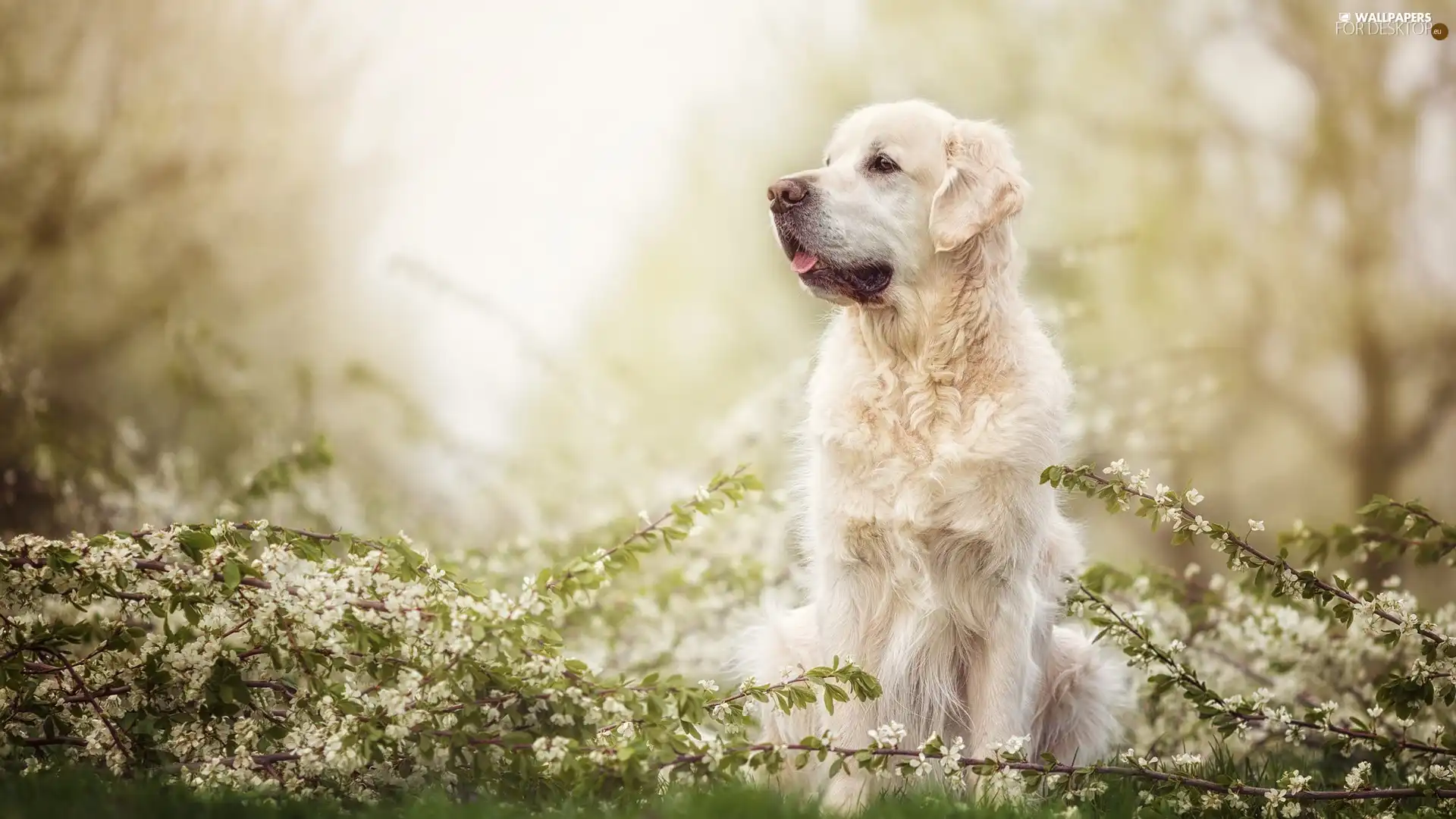 dog, Twigs, Flowers, Golden Retriever
