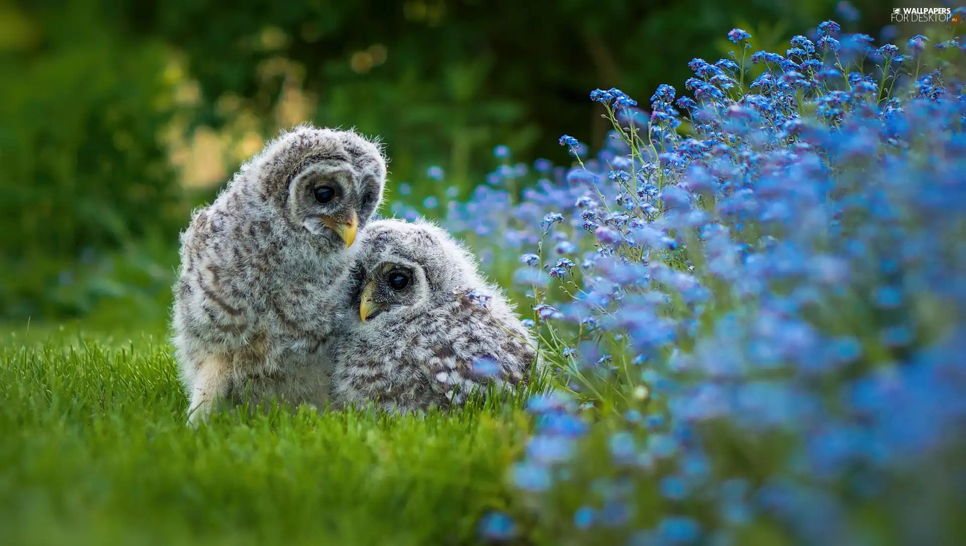 owls, birds, Flowers, grass, chick, Owls