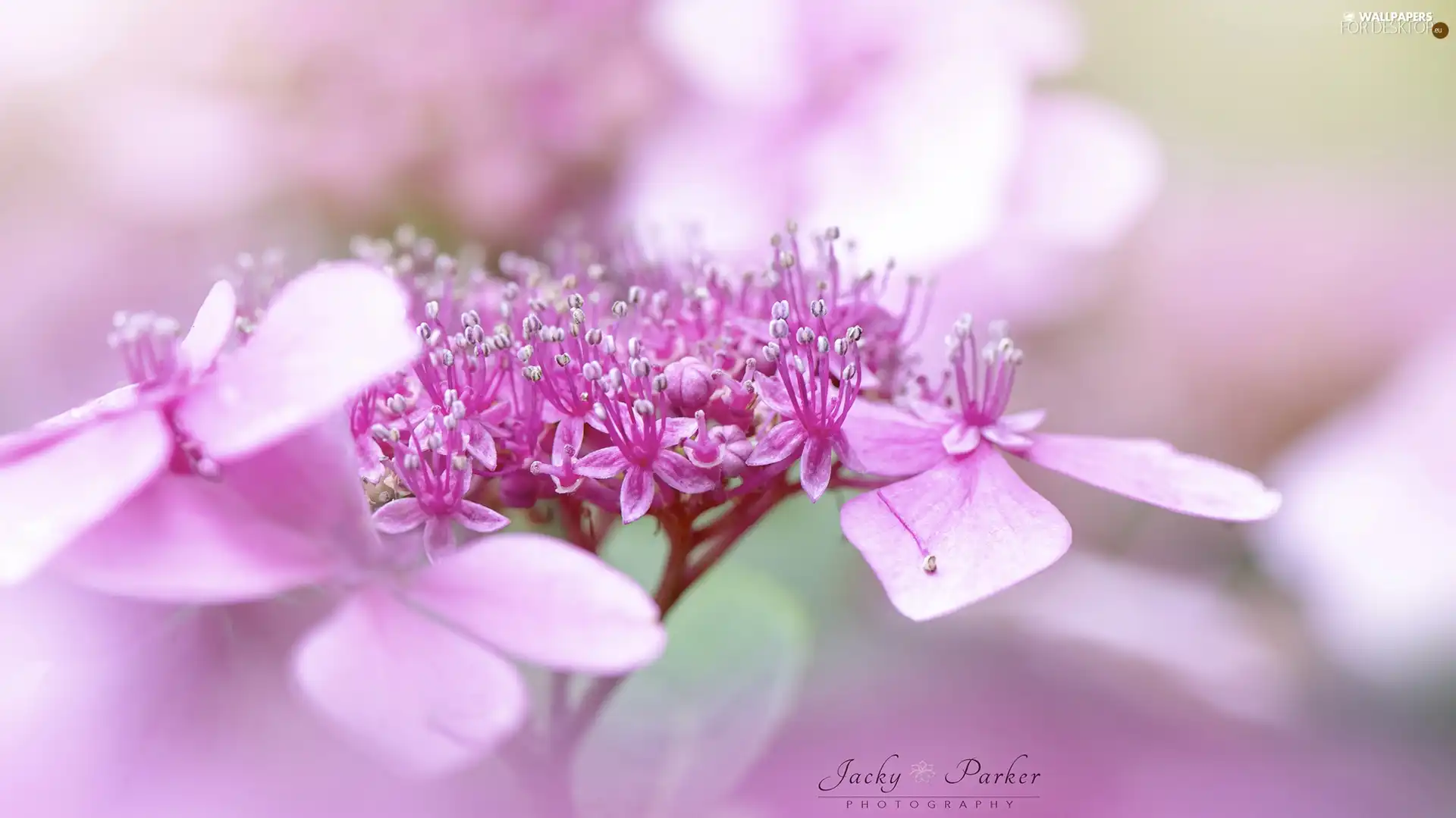 Colourfull Flowers, hydrangea, rapprochement, Pink