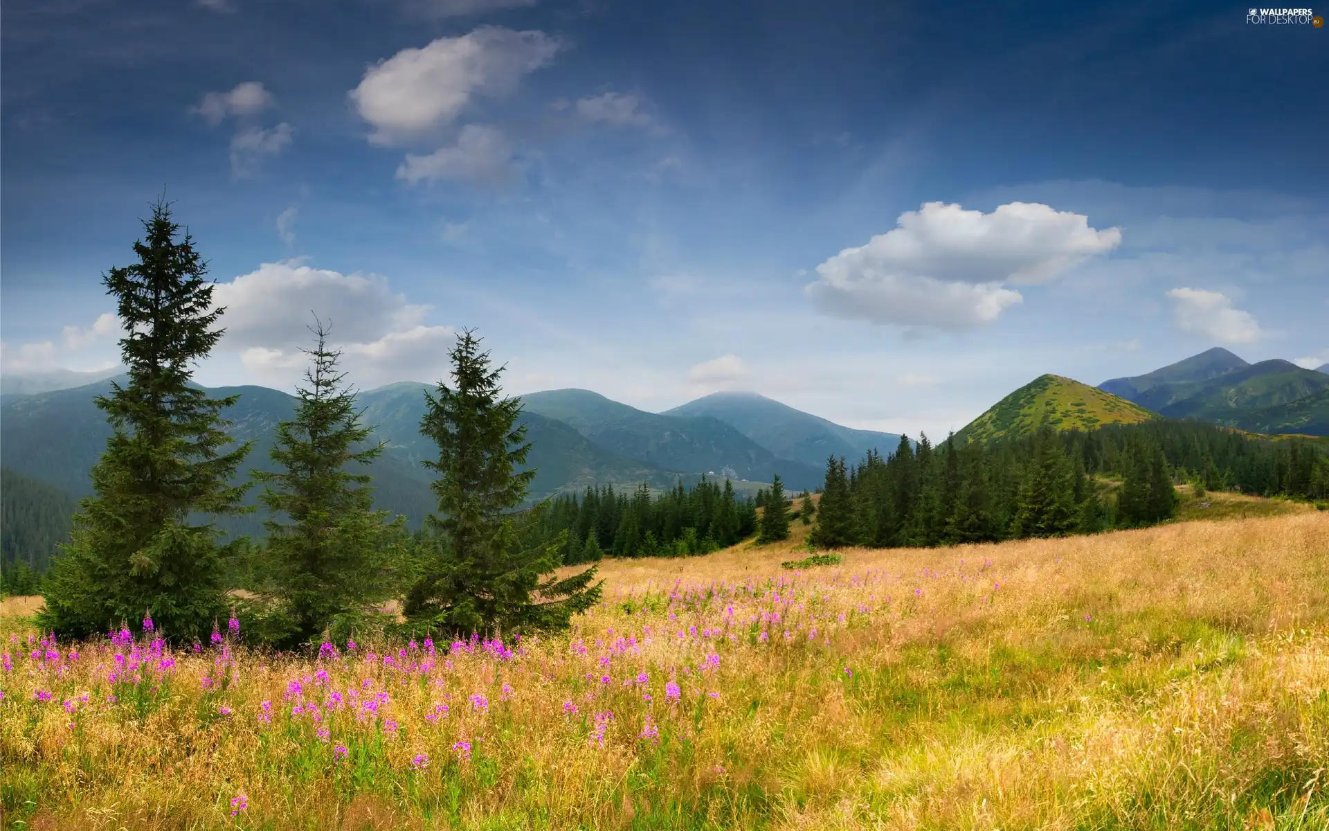 Mountains, medows, Flowers, woods