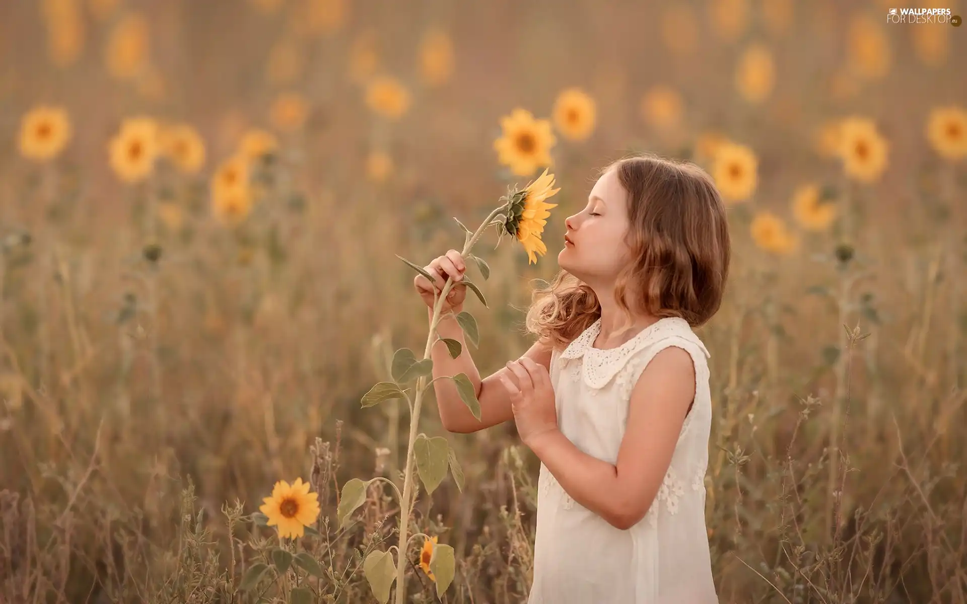 Nice sunflowers, girl, Flowers