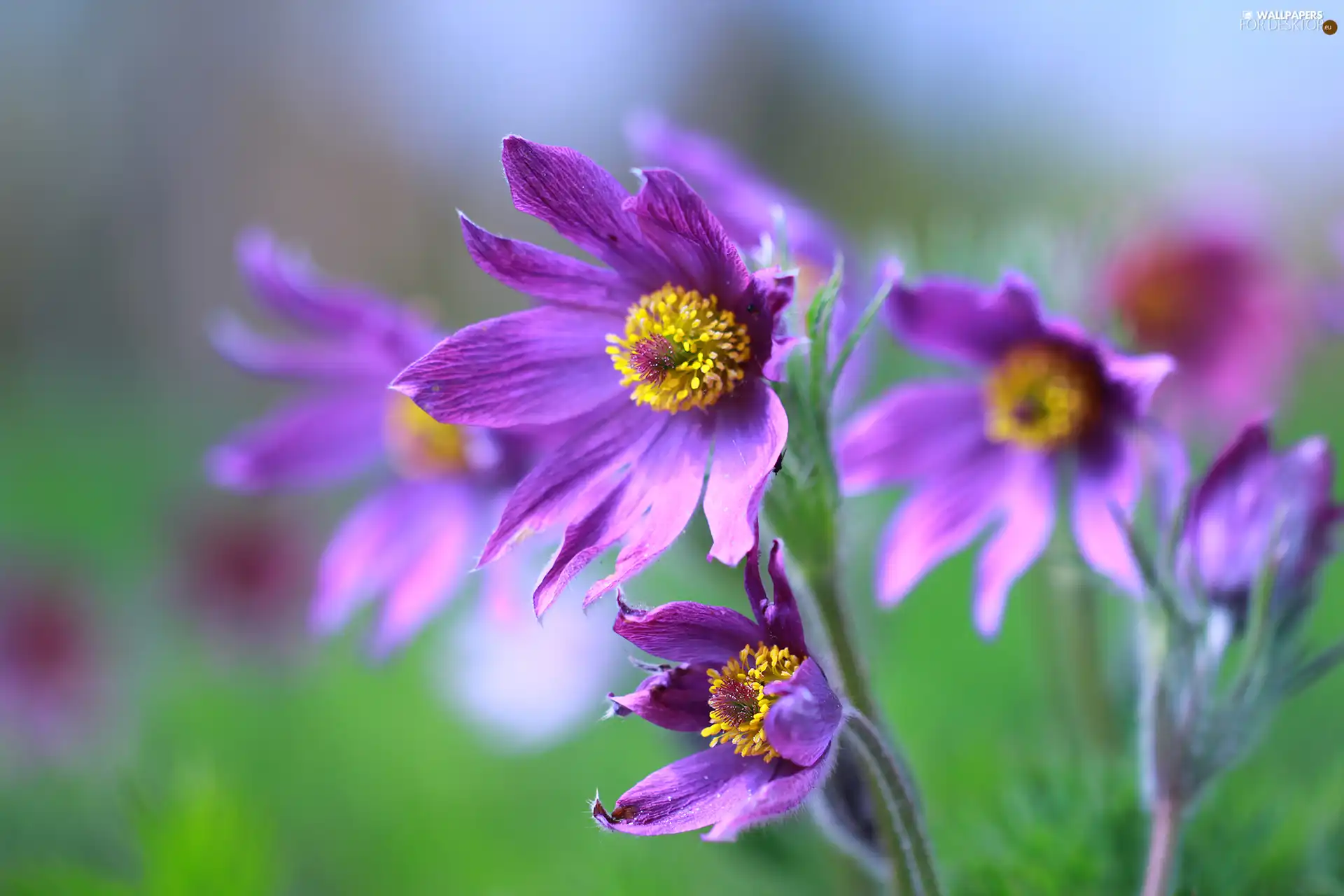 Flowers, purple, pasque