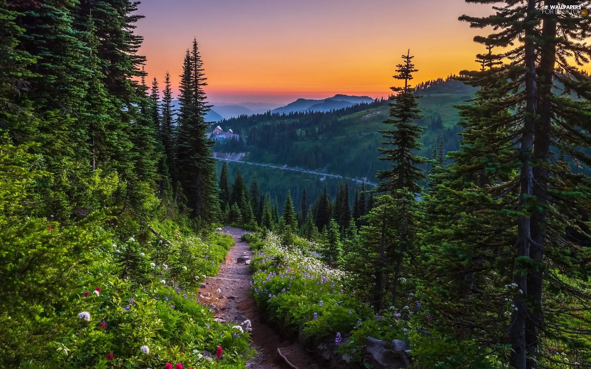 Way, Mountains, viewes, Washington State, Spruces, Mount Rainier National Park, trees, The United States, Great Sunsets, Flowers