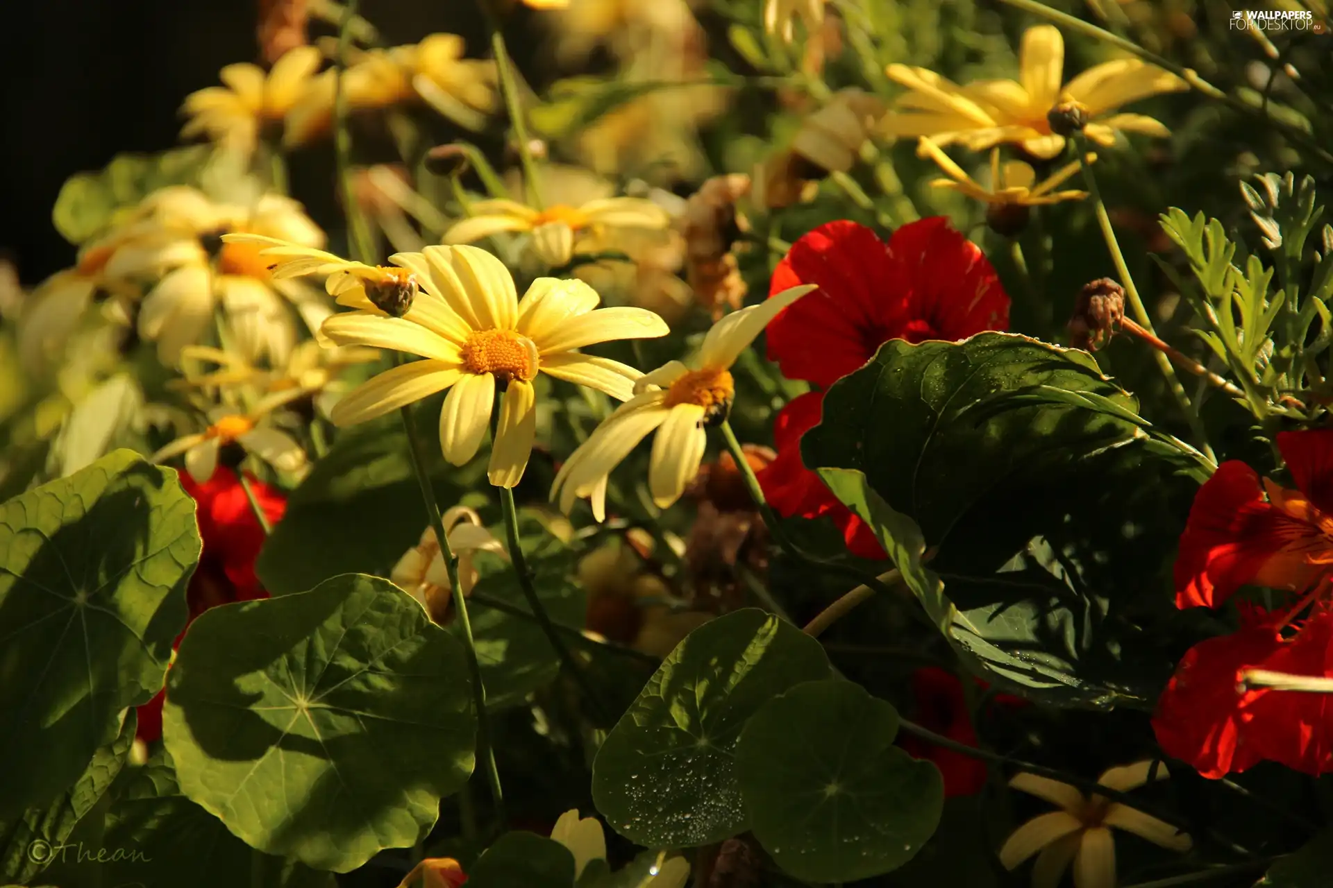 Flowers, Yellow, Red